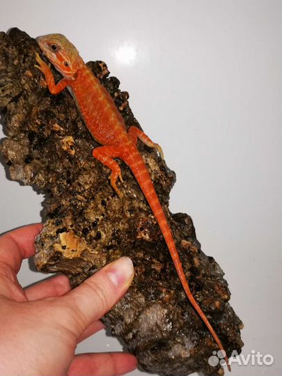 Красные бородатые агамы, рэд, малыши