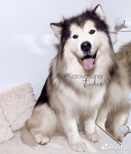 Груминг собак и кошек и зоотакси