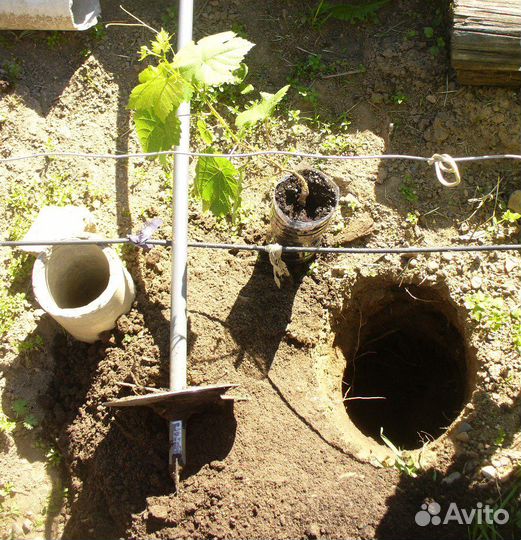 Продам саженцы винограда