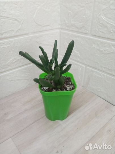 Суккуленты