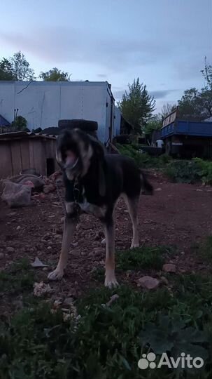 Собака в добрые руки отдам бесплатно