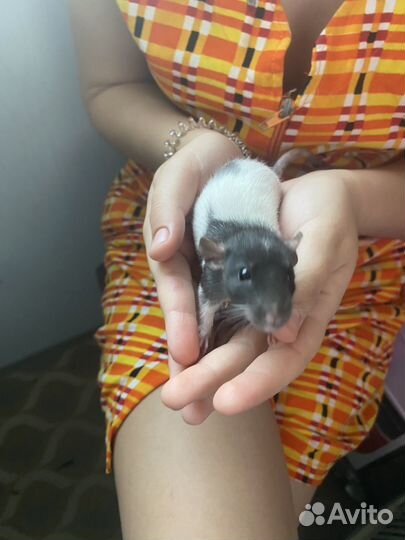 Отдам крысеныша жорика