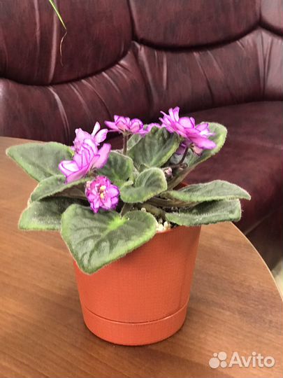 Фиалка в горшке