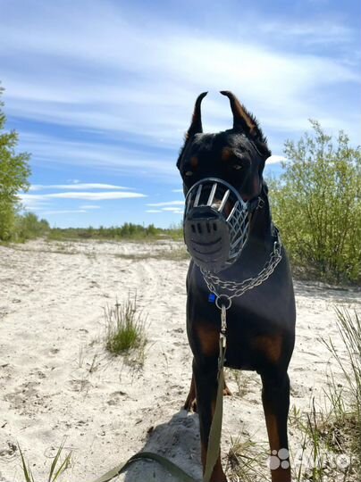 Доберман вязка