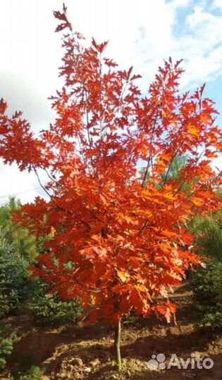 Саженцы красного дуба