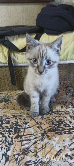 Котенок в дар