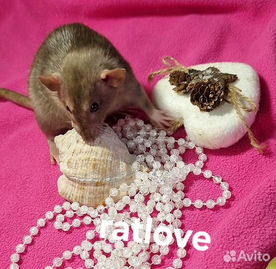 Крысята девочка бурмиз дамбо