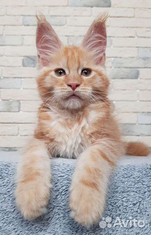 Котята мейн-кунята- маленькие львята объявление продам