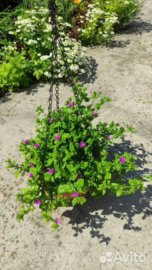 Аптения сердцелистная, колеус, герань и др