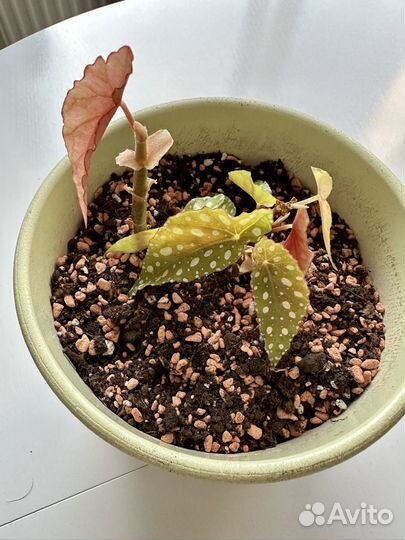 Бегония макулата отводок