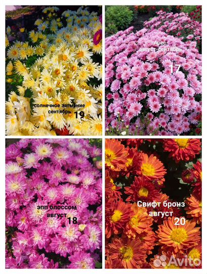 Хризантемы мультифлора