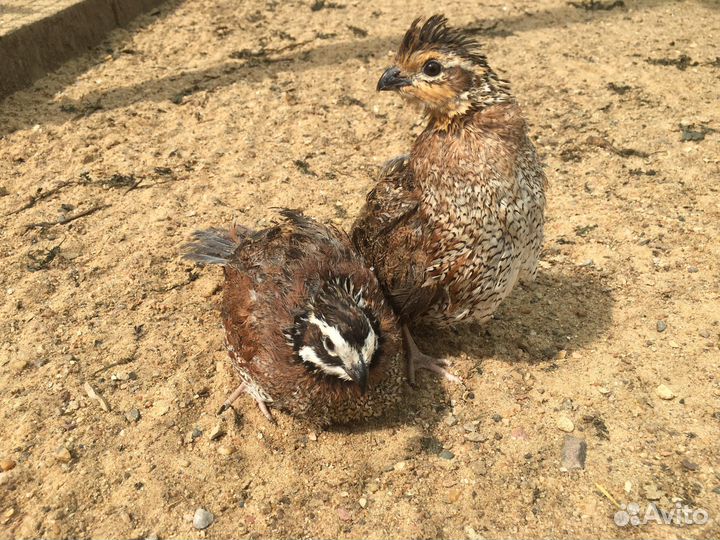 Перепёлка перепелята