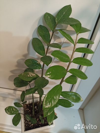 Долларовое дерево