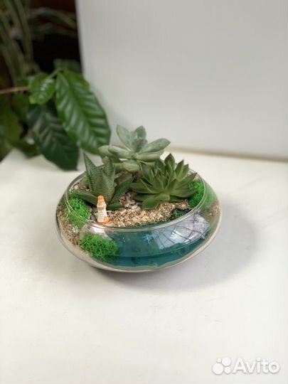Флорариум суккуленты