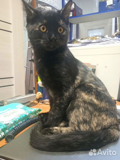 Котёнок Ночка 4-5 мес