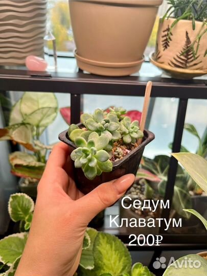 Суккуленты