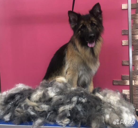 Стрижка кошек и собак, экспресс-линька, тримминг