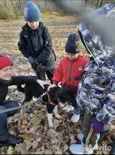 В добрые руки щенок Дастин (Даня)