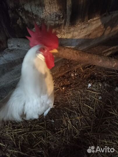 Петух на племя