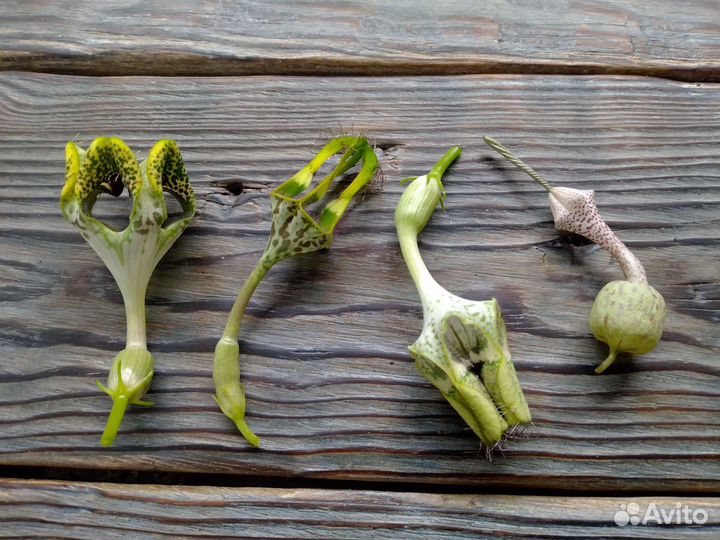 Редкие церопегии