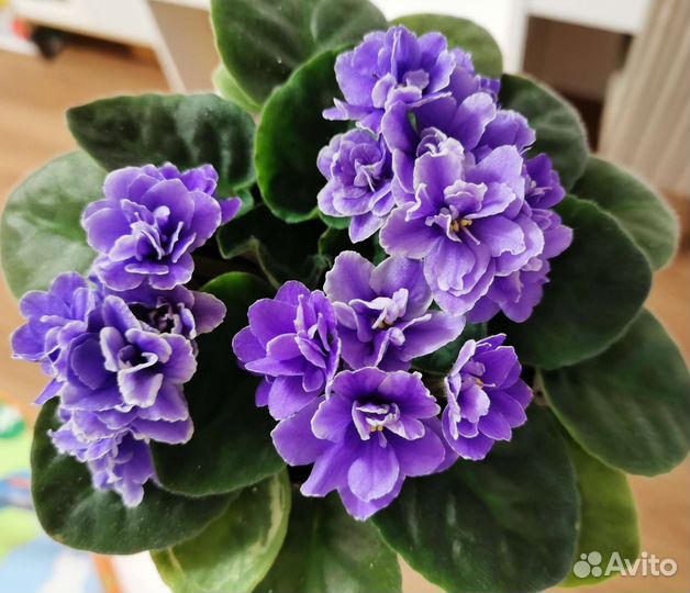 Фиалка blue dragon и ле морская поэма