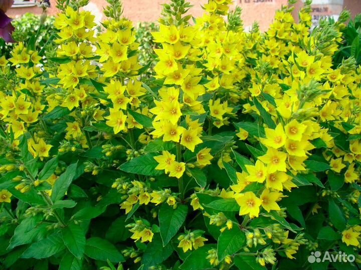 Садовые многолетники.,Мелисса,гвоздика