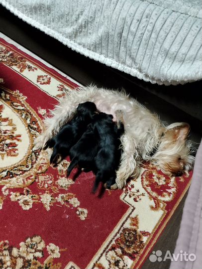 Йоркширский терьер мини