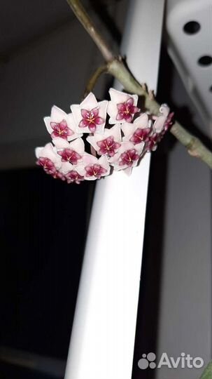 Неукорененные черенки сортовых хой