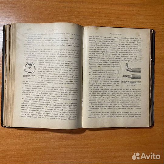 Антикварные книги: Очерки из жизни растений