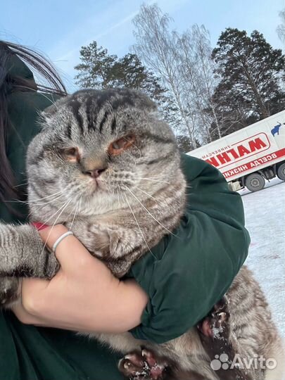 Шотландская вислоухая