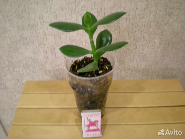 Цветы для дома,офиса