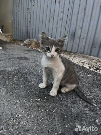 Кошечка в добрые руки