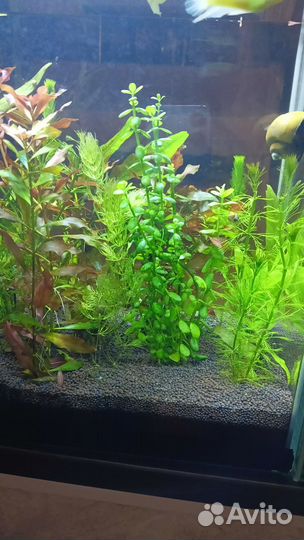 Растения для аквариума