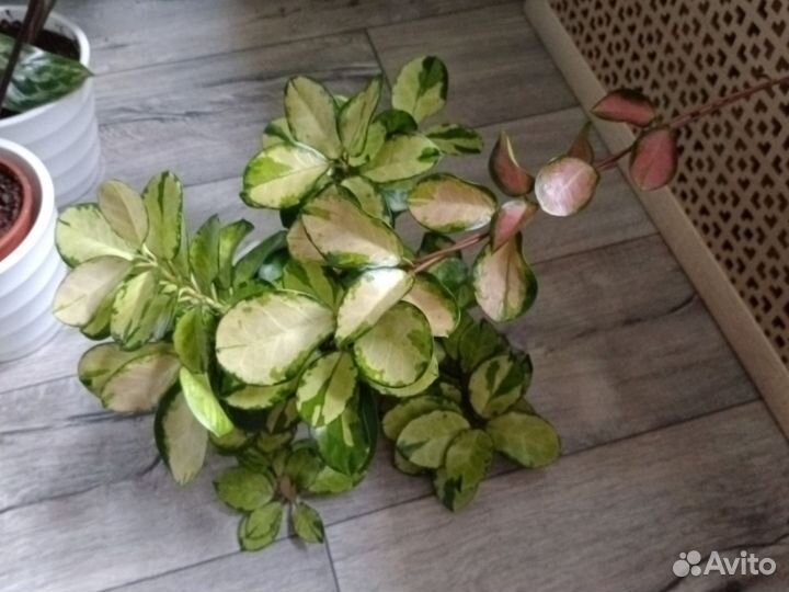 Хойя аустралис лиза