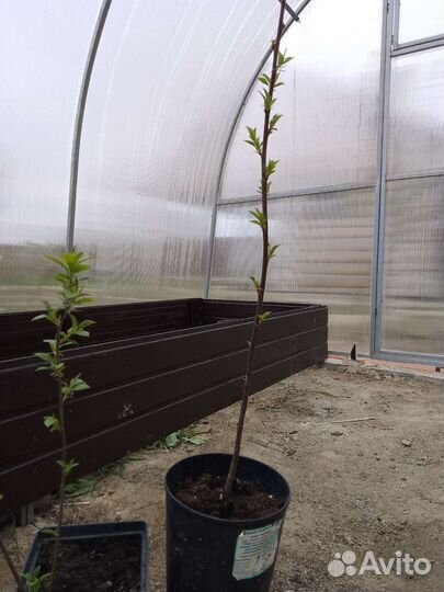 Черемуха сортовая крупная