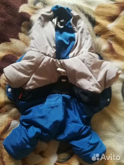 Комбинезон для собак бежево-синий с капюшоном