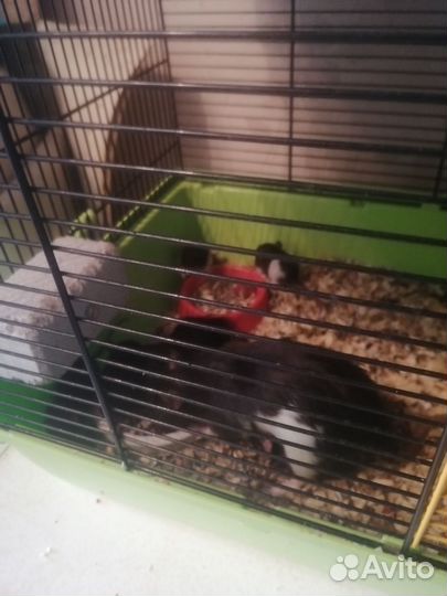 Декоративная крыса