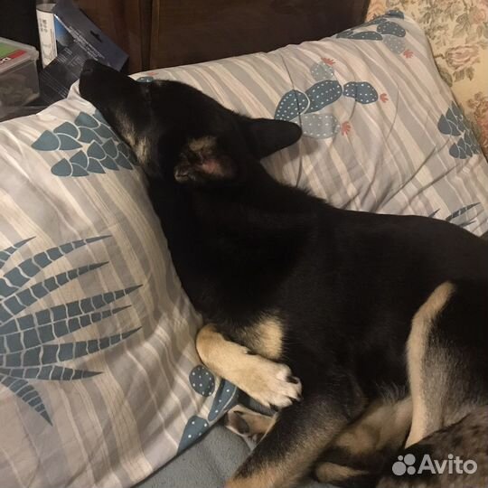 Собака в добрые руки