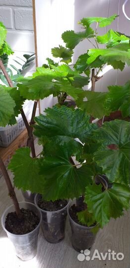 Саженцы винограда