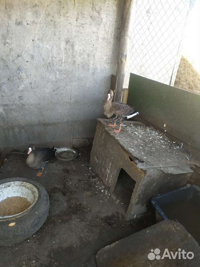 Подсадные гуси для охоты