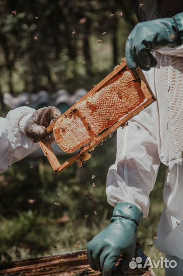 Мед натуральный алтайский оптом