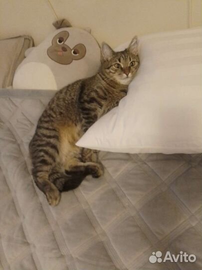 Передержка домашних животных