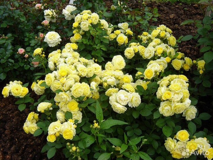 Саженцы роз