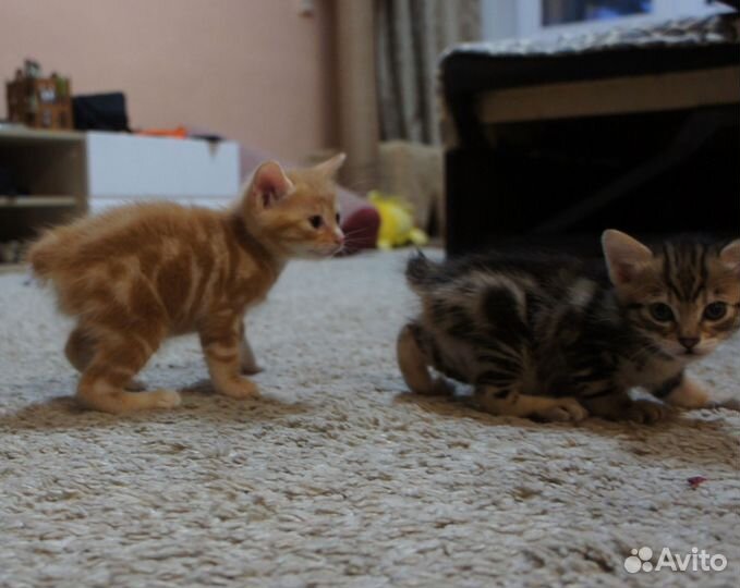 Курильский бобтейл