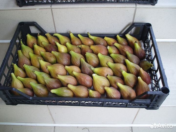 Укорененные черенки инжира