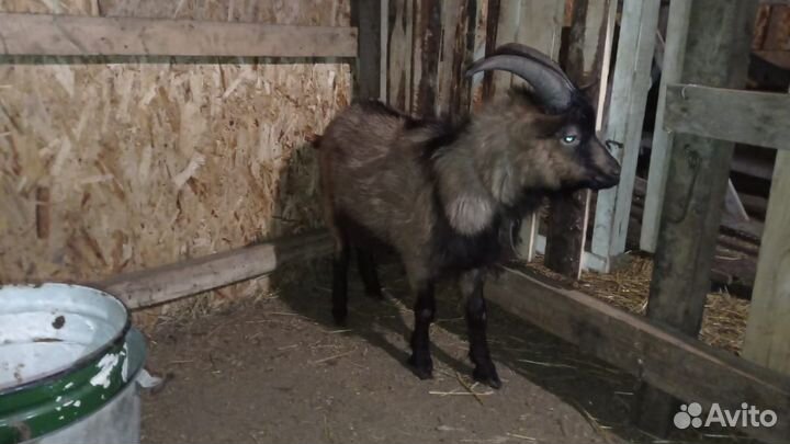 Чешский козел