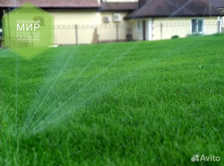 Рулонный газон