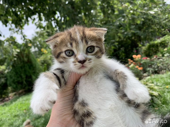 Вислоухие котята