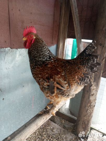 Цыплята,петухи