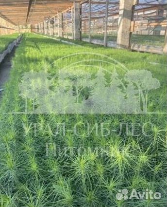Горная сосна Мугус зкс сеянцы